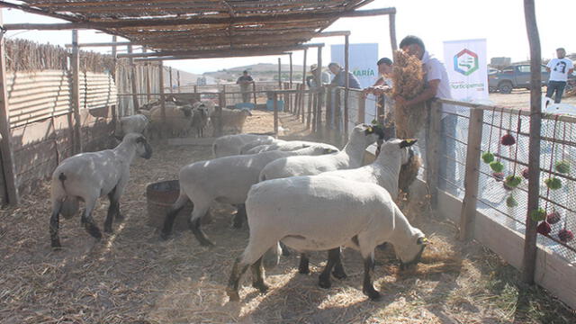 Arequipa: mejorarán raza genética de ovinos en distrito Deán Valdivia