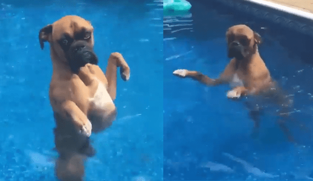 YouTube: perro demuestra ser experto nadador con asombrosas piruetas en el agua [VIDEO] 