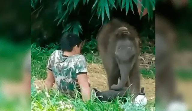 Elefante bebé fue liberado en su hábitat natural después de cinco meses, pero regresó al regazo de su cuidador tras ser abandonado por su manada