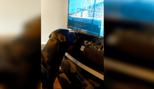 Vía Facebook. Dueño del can grabó el singular comportamiento que adopta su mascota cada vez que le ponen pausa a su programa favorito