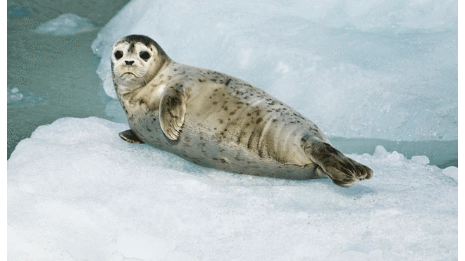 Intentaron rescatar a una foca bebé, pero terminaron provocándole la muerte