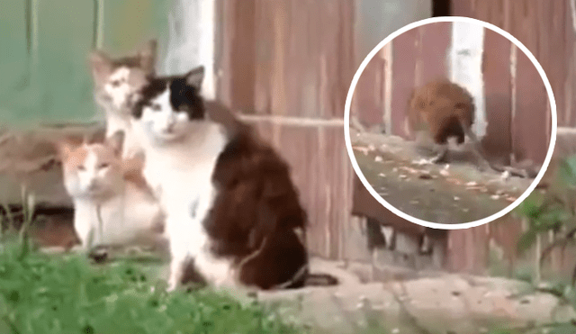 YouTube: Valiente rata se enfrenta contra 5 gatos y desenlace deja a todos en shock