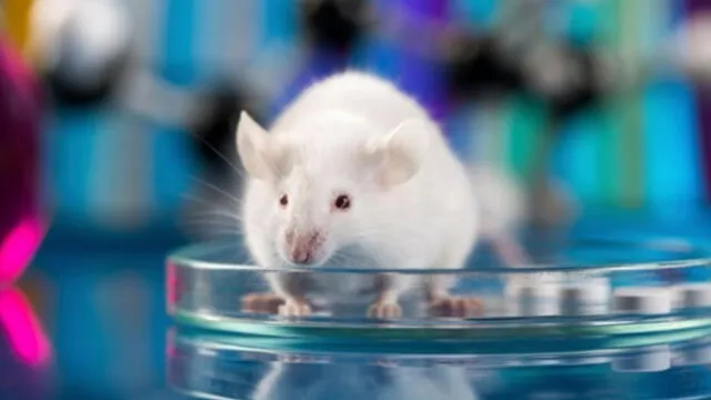 Las ratas recuperaron la vista durante ocho meses. Foto: referencial / EuropaPress