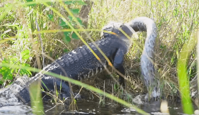Un turista captó en un video viral de YouTube el feroz enfrentamiento entre dos enormes reptiles por el territorio de caza.