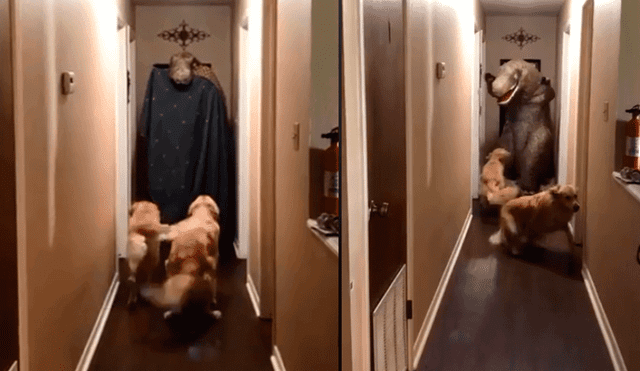 Facebook: Perros tienen épica reacción al 'Blanket Challenge' versión T-Rex [VIDEO]