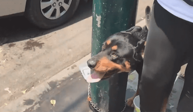 Mujer mantiene a su perro encadenado a poste bajo el sol [VIDEO]