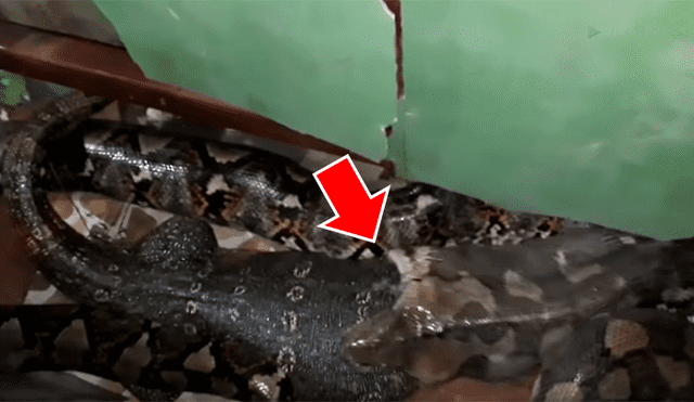 Un hombre grabó en un video viral de YouTube el terrorífico instante en que un dragón de komodo se salvó de morir, tras de ser tragado por una hambrienta pitón.