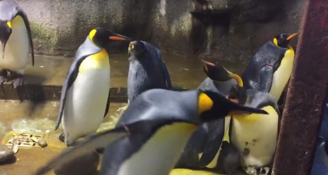 Pareja de pingüinos gay secuestra a cría y sus padres luchan por recuperarlo [VIDEO]