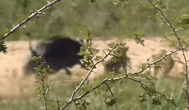 Feroz búfalo hace volar por los aires a hambriento león para rescatar a lagartija de ser devorada [VIDEO]