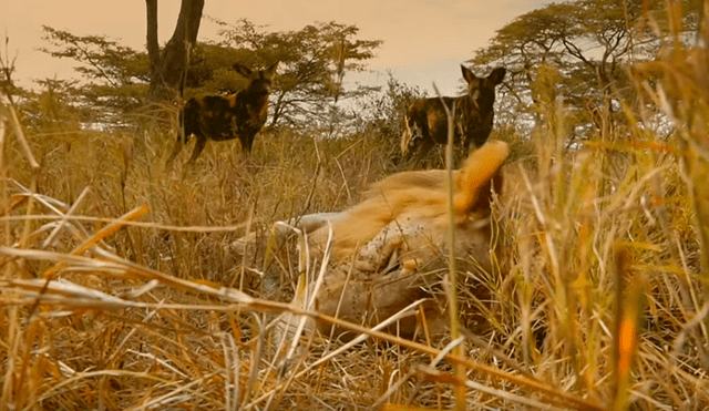 Aprovecharon que el líder de la manada se encontraba durmiendo para lanzar su ataque. Foto: BBC Earth