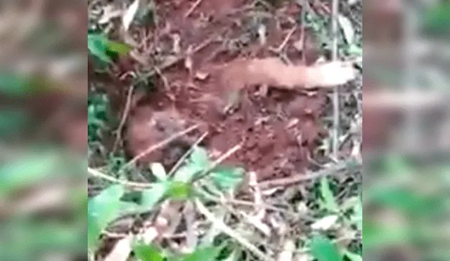 Perro fue enterrado vivo en bosque y es rescatado cuando estaba a punto de morir [VIDEO] 