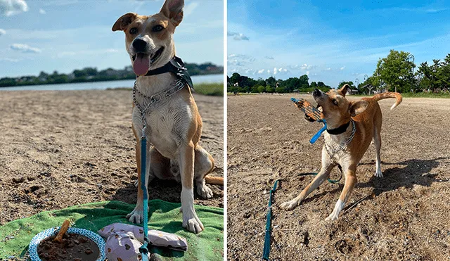 Desliza las imágenes hacia la izquierda para observar la reacción de un perro al recibir la sorpresa de su dueña. Foto: Fernanda Paola.