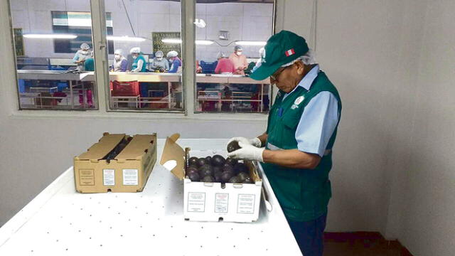 Productores moqueguanos exportarán 15 toneladas de palta Hass a Chile