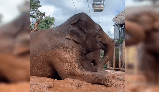 En YouTube, una mamá elefante fue captada en el preciso momento que protagonizó junto a su cría.