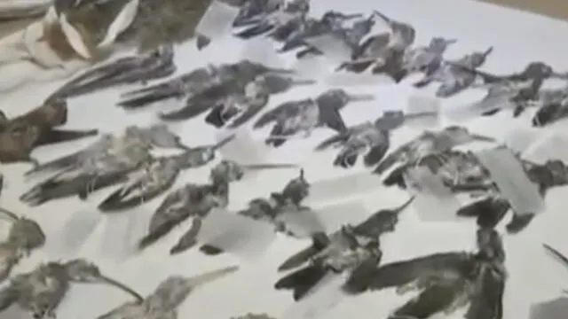 Minagri decomisa animales muertos que iban a ser llevados a Rusia de forma ilegal [VIDEO]