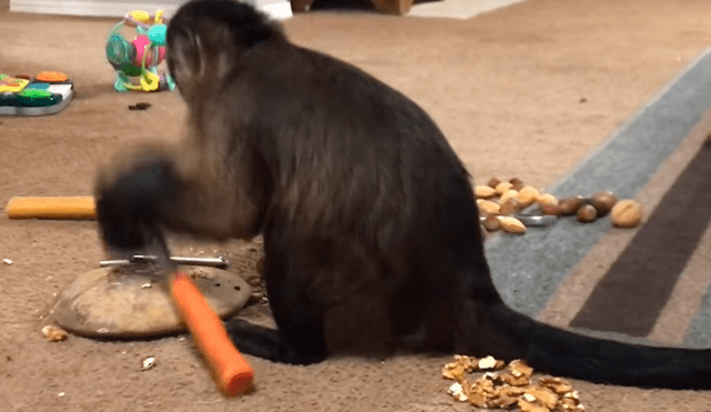 Facebook viral: conoce al mono más inteligente del mundo, el cual asombró a miles [VIDEO]