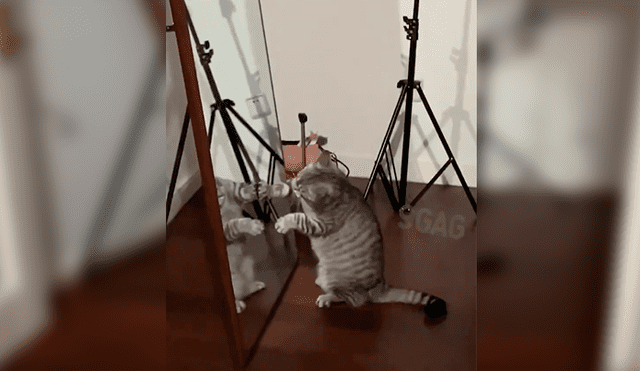 En Facebook, un joven grabó el preciso momento que su gato mira su reflejo en el espejo y tiene inesperada reacción.