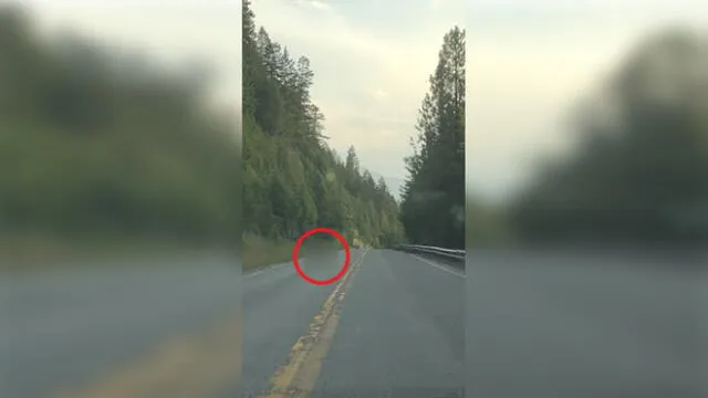 YouTube: conduce en la carretera, pero curiosa imagen lo deja paralizado [VIDEO]