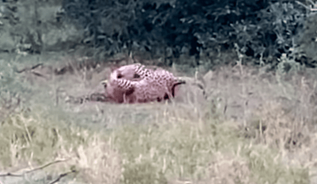 El leopardo atacó la cabeza del reptil mientras este intentaba rodearlo con su cuerpo. Foto: captura.