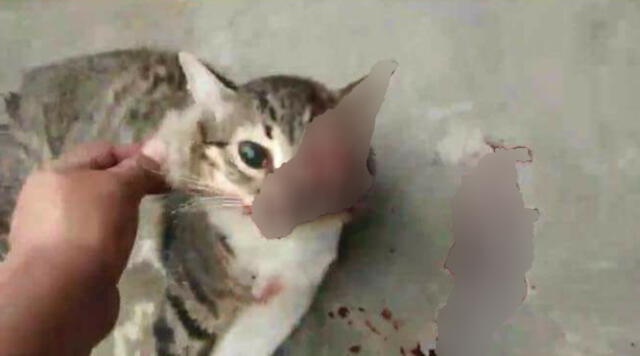 Villa El Salvador: publican en Facebook como iracundo sujeto mata a patadas a un gato 