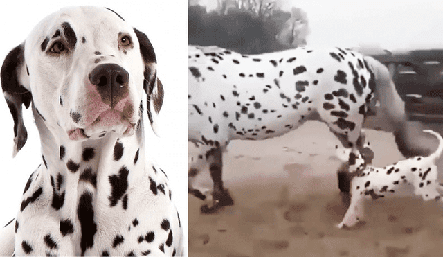 Facebook viral: perro dálmata conoce a caballo 'leopardo' y tiene increíble reacción [VIDEO]