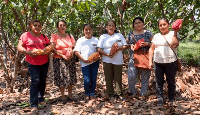 El cacao puede reemplazar en la Selva Central a la hoja de coca.