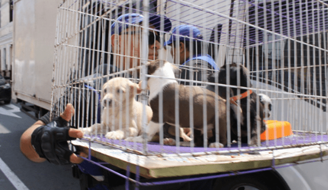 Buscan nuevo hogar para animales que fueron rescatados en Mesa Redonda [VIDEO]