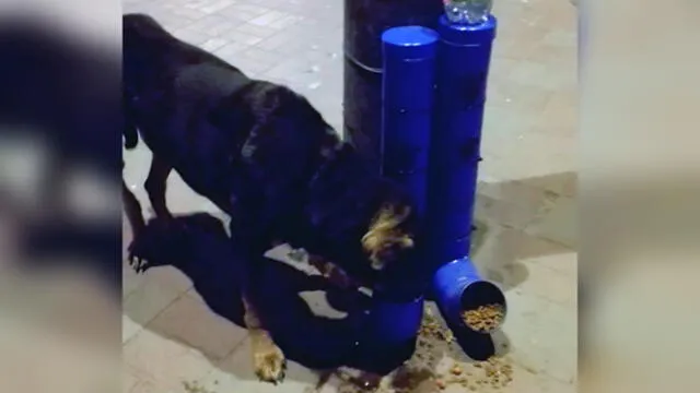 Perros callejeros ya no pasan hambre gracias a contenedores automáticos