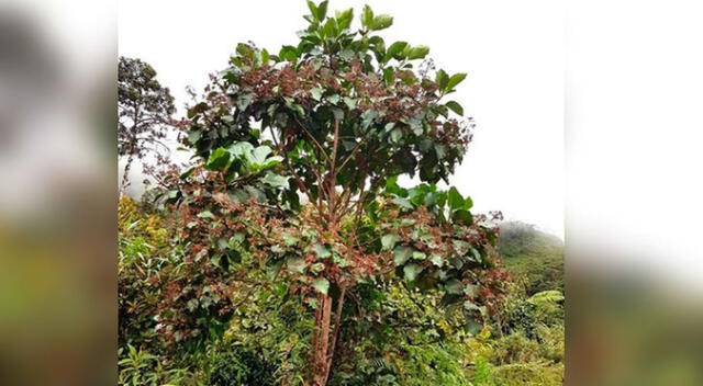 Árbol de la quina.