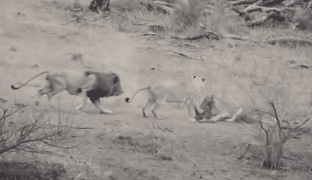 YouTube Viral: Insólita criatura ayuda a un jabalí a salvarse del ataque de dos leones hambrientos