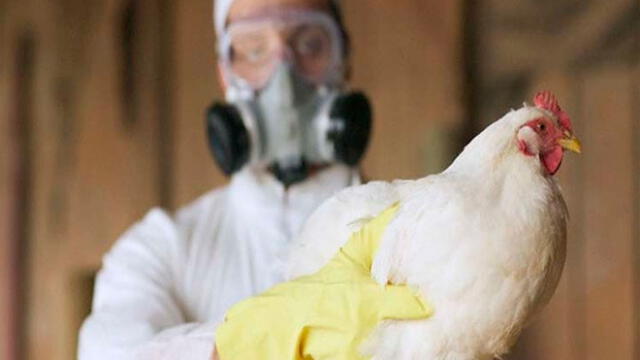 Influenza H5N1. Foto: difusión.