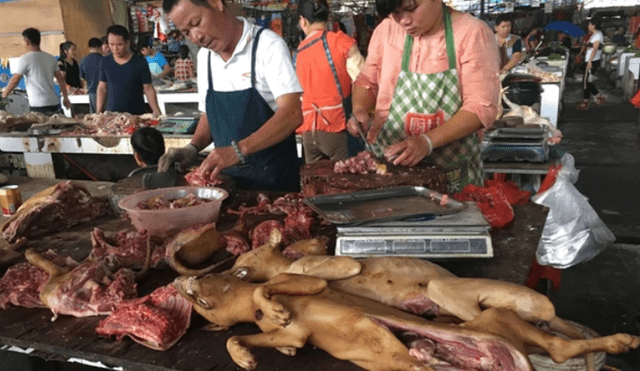 Las impactantes imágenes en el inicio del festival chino de carne de perro [VIDEO]