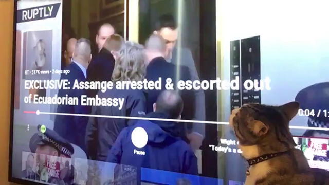 WikiLeaks difunde video del gatito de Julian Assange observando la detención de su dueño