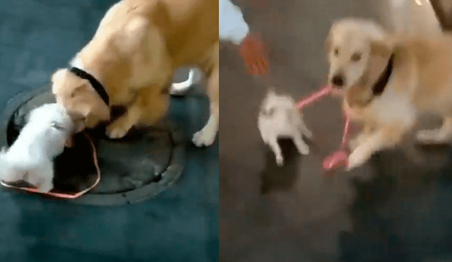 Facebook: labrador se roba a perrita pequeña ante la atenta mirada de su dueña [VIDEO]