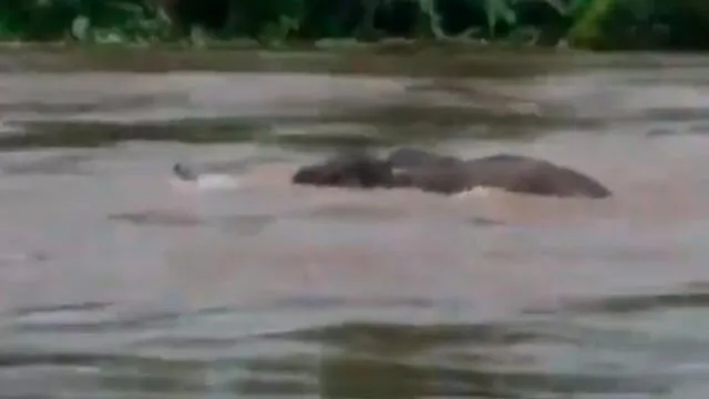 Las lluvias en la India generaron el desborde del río Kutipuzha. Foto: Captura/Twitter