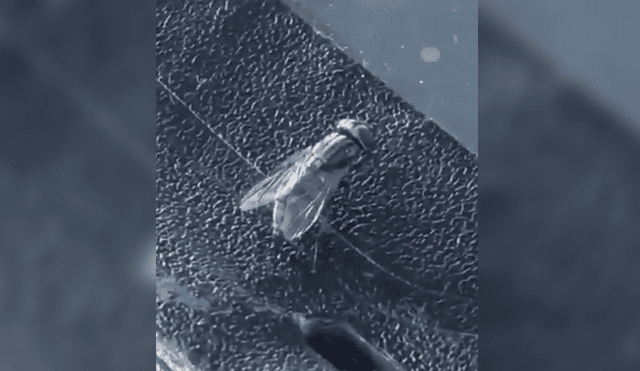 Vía Facebook: mosca es graba orinando y la escena dejó a miles sin palabras [VIDEO]