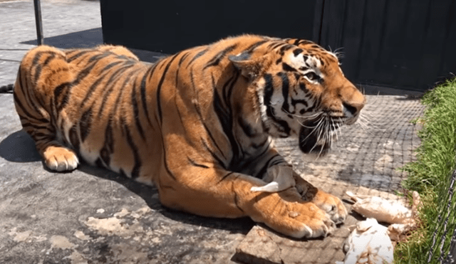 Feroz tigre tuvo violenta reacción con el hombre que lo cuidó de bebé.
