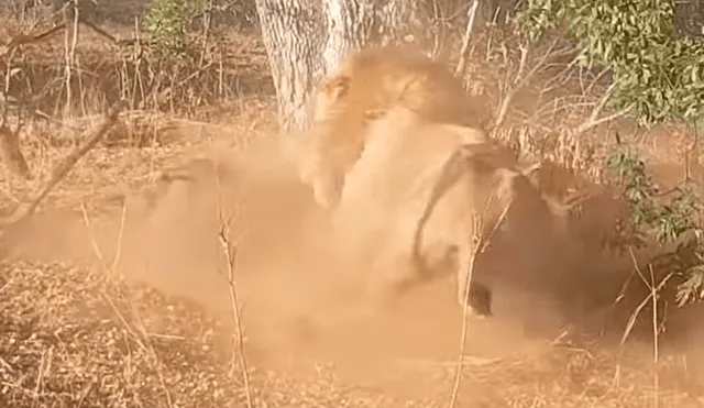 Un turista quedó aterrado al grabar en un video viral de YouTube el instante en que dos leones cavaron un misterioso hueco, sin imaginar que extraerían una asustada criatura.