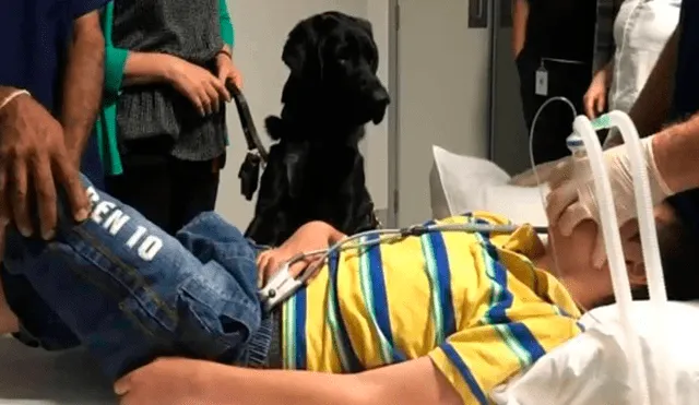 Mahe, el perro que cuida a su dueño autista en la camilla de un hospital [FOTO]