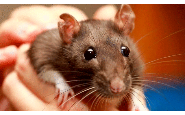 Las crías de ratas presentaron daño cerebral debido al maltrato de sus madres. Foto: Vanguardia Mx.