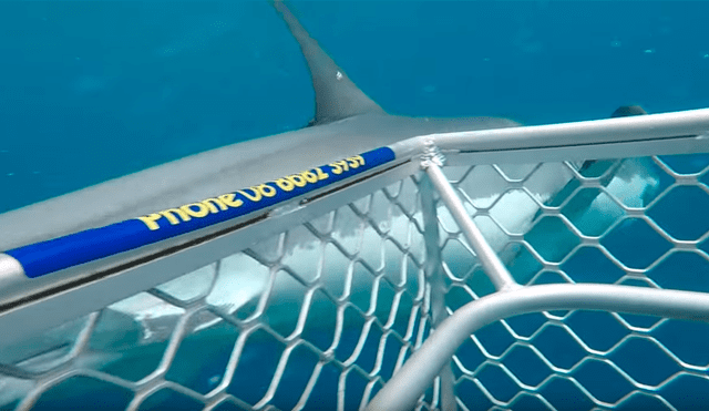Turista conoce a enorme tiburón en el mar y escualo lo recibe con feroz ataque [VIDEO] 