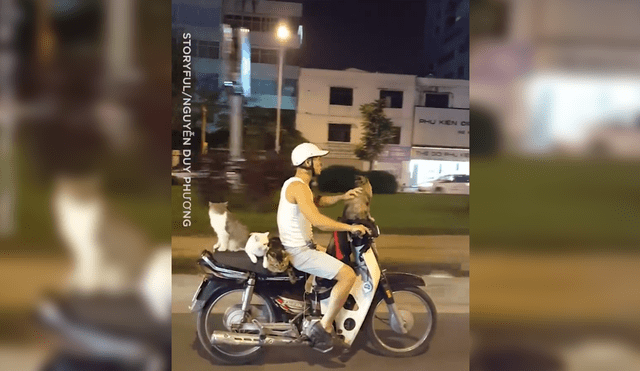 Facebook Viral: Joven sorprende por pasear a cuatro gatos en una motocicleta [VIDEO]