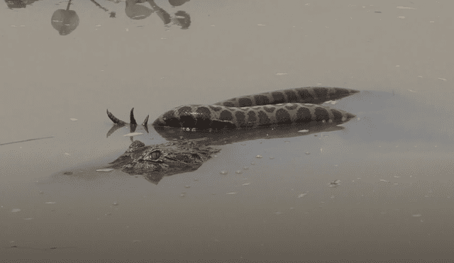 YouTube viral: turista graba brutal pelea entre enorme cocodrilo y anaconda