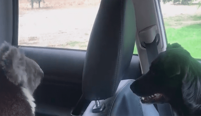 Dejó a su perro en el carro y cuando volvió encontró a un koala [VIDEOS]