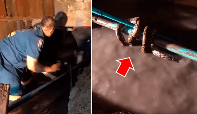Un video viral de YouTube mostró el instante en que un hombre sacó con sus manos a una peligrosa criatura que se enroscó entre los tubos oxidados de una alcantarilla.