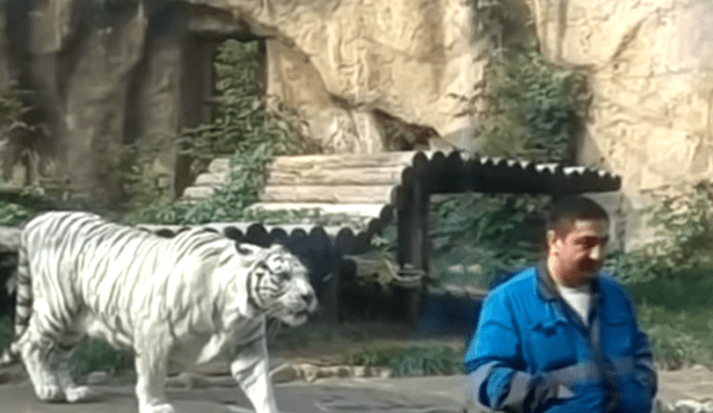 Un video viral de YouTube muestra la reacción que tuvo un tigre blanco al estar a pocos metros de turista, en zoológico.