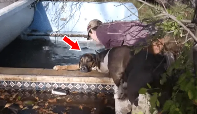 Facebook viral: perros callejeros lloran y guían a adolescente para salvar a su “amigo” de morir ahogado [VIDEO] 