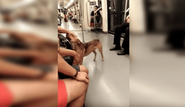 YouTube viral: perro perdido ingresó a metro y recibió cariño de varios pasajeros [VIDEO]