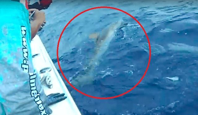 YouTube viral: tiburón pelea por su vida tras ser capturado por navegantes [VIDEO]