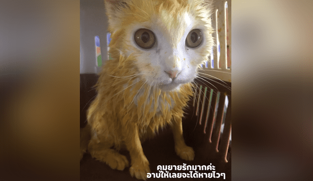 El gato quedó de ese color después de que su dueña le colocara un medicamento hecho a base de Cúrcuma. Foto: Facebook